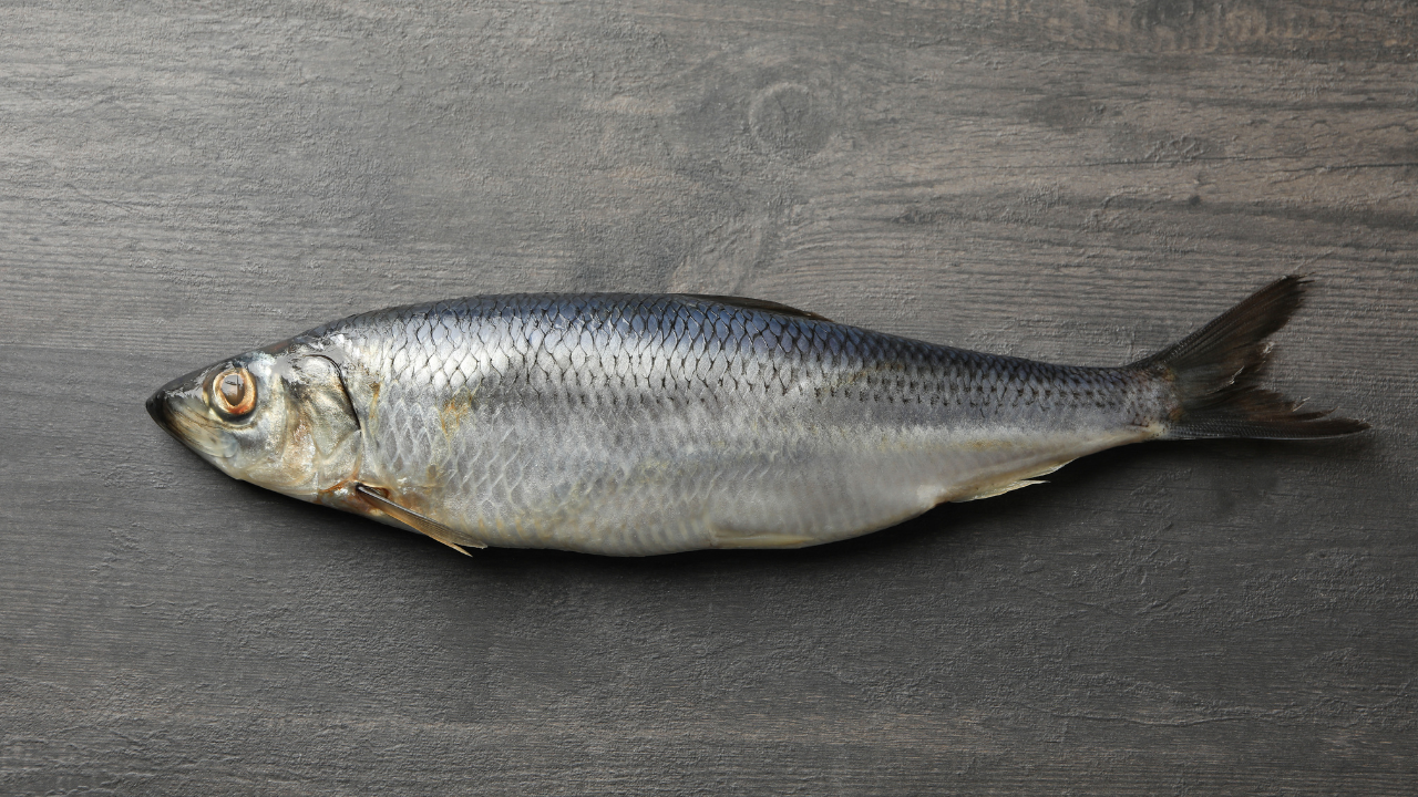 Healthcare and The Atlantic Herring Fisherman Case